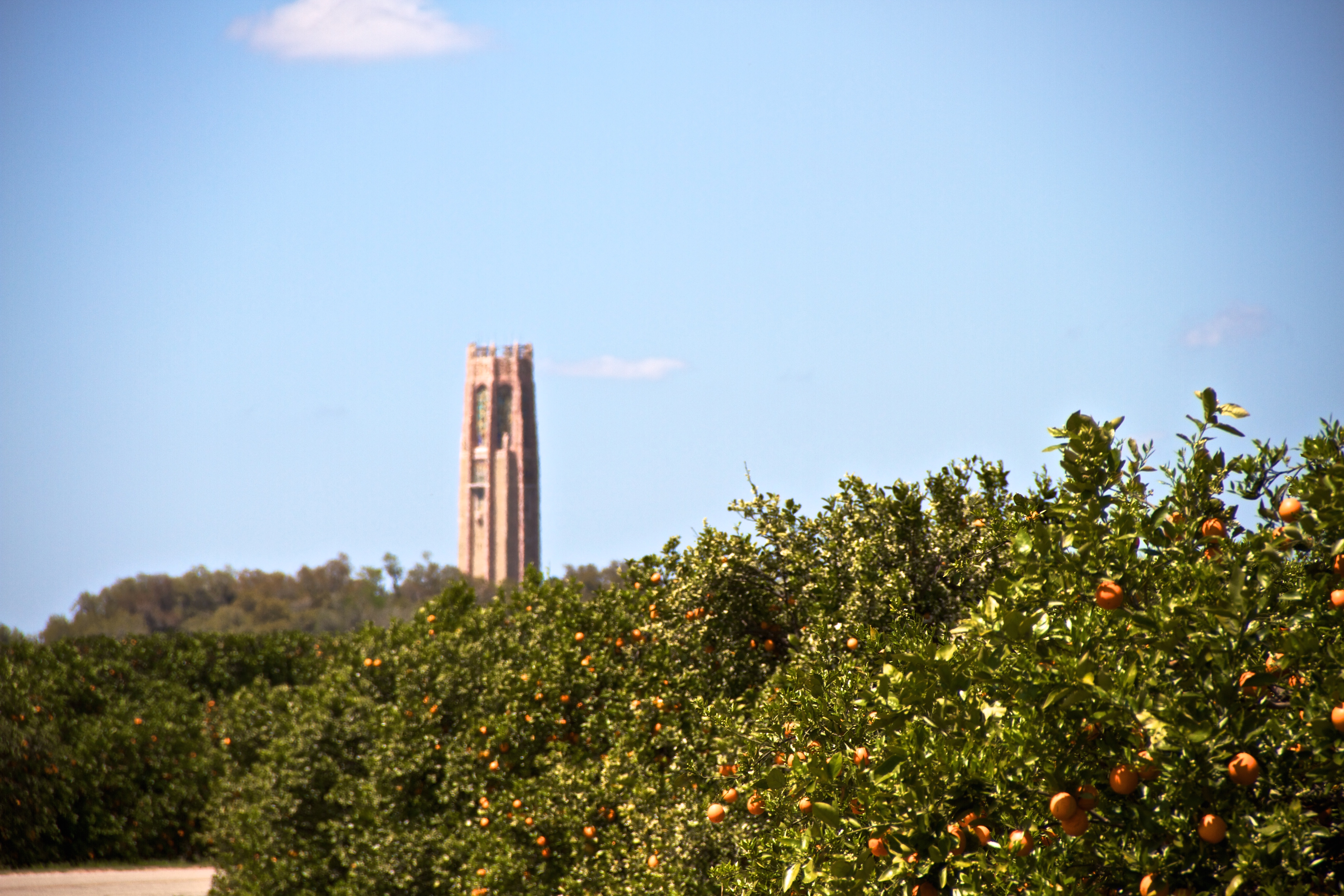 Bok Singing Tower rising above an orange grove in Lake Wales